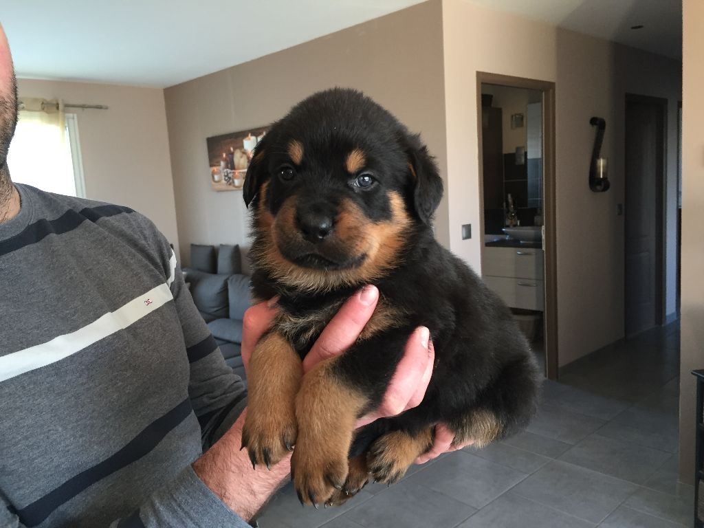 Du Domaine d'Helfy Et Ganja - Rottweiler - Portée née le 21/01/2018